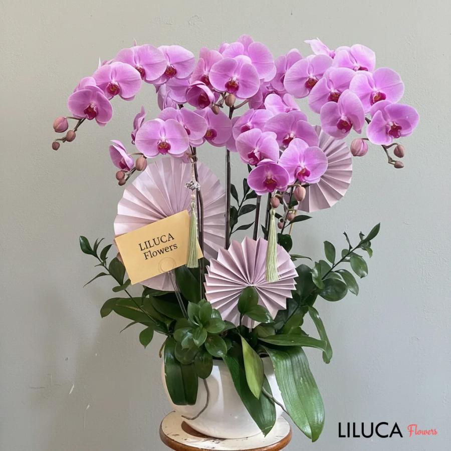 Chậu lan hồ điệp hồng Spring Whisper