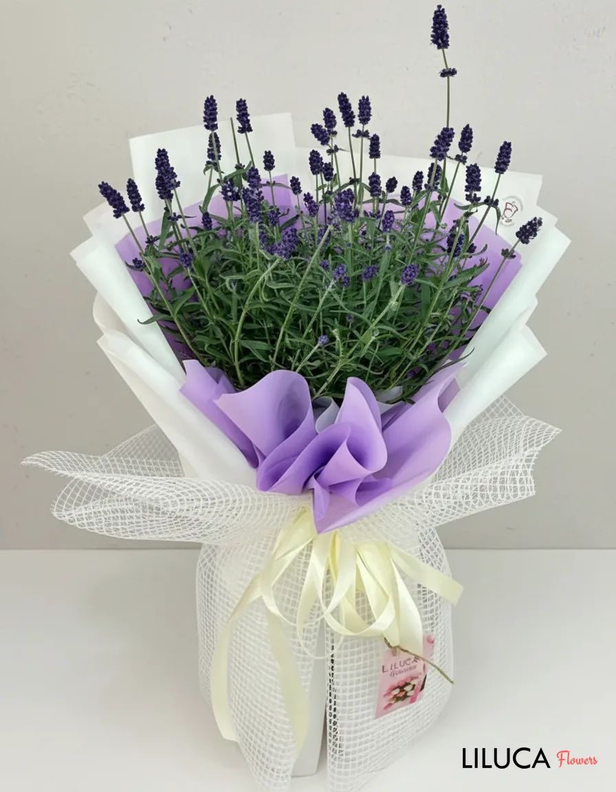Lavender Sắc Hương