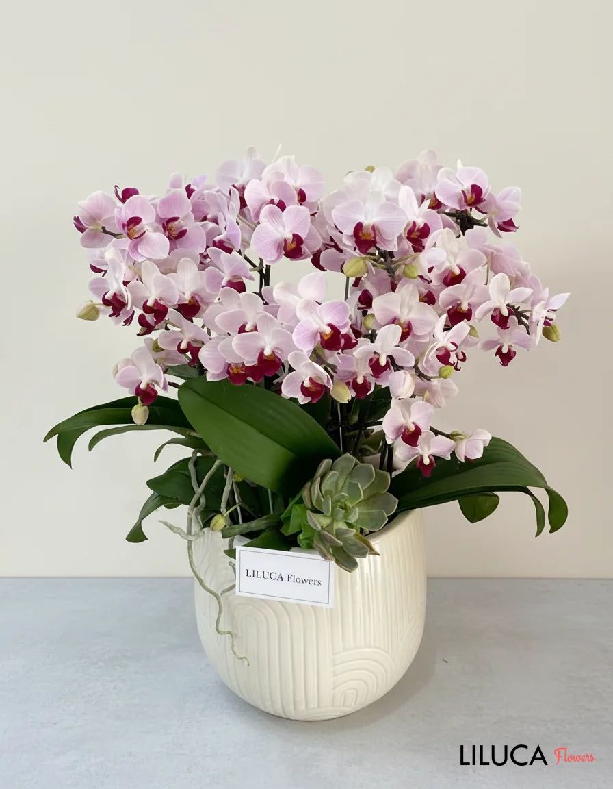 Chậu Lan Hồ Điệp - 102
