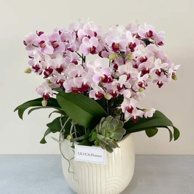 Chậu Lan Hồ Điệp - 102
